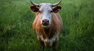 krowy-lekarz-blog