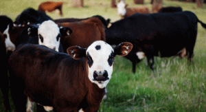 ciaza-blizniacza-krowy-blog