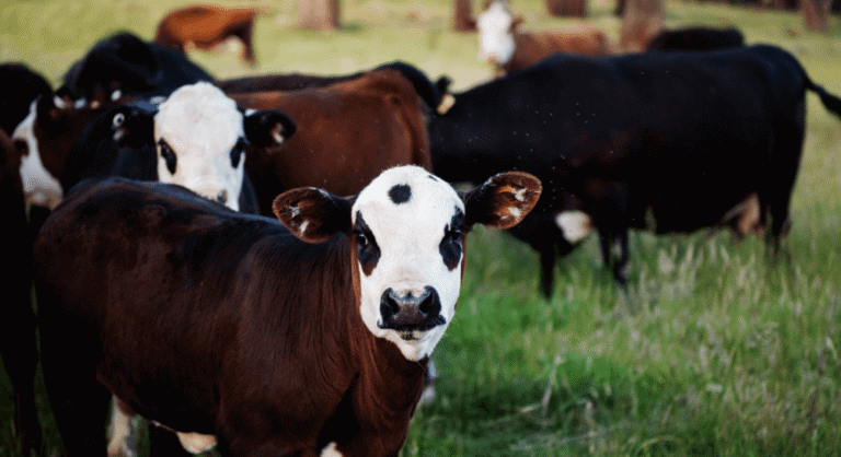 ciaza-blizniacza-krowy-blog