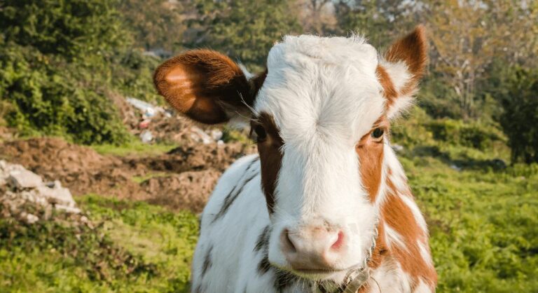 kolczykowanie-bydla-blog