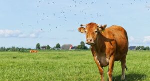 odrobaczanie-bydla-blog