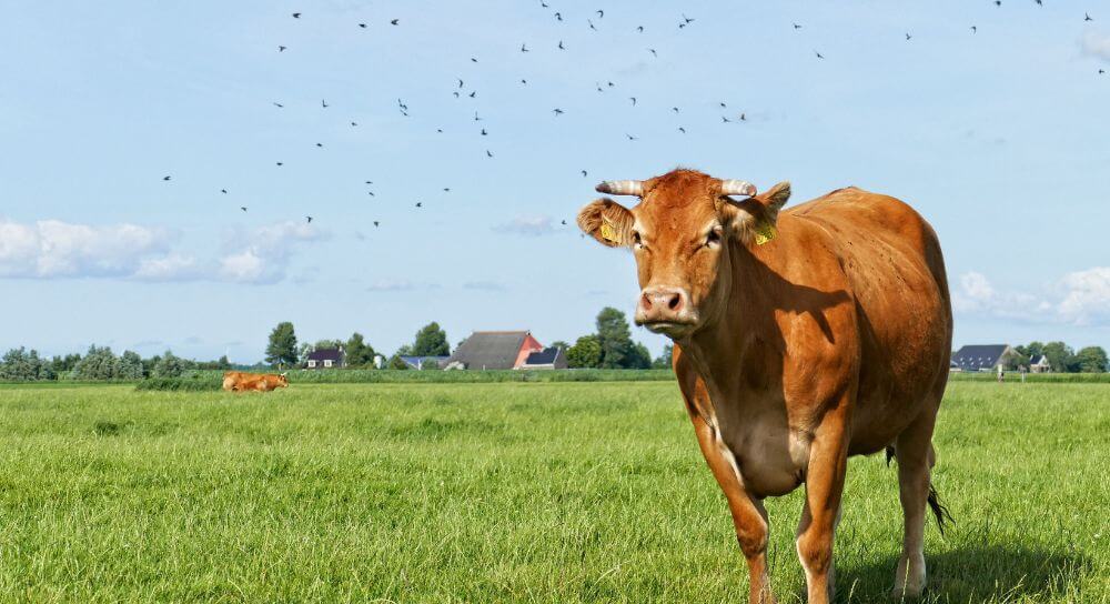 odrobaczanie-bydla-blog