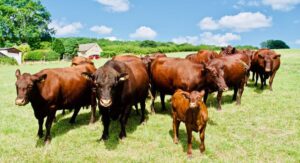 okres-miedzywycieleniowy-bydla-blog