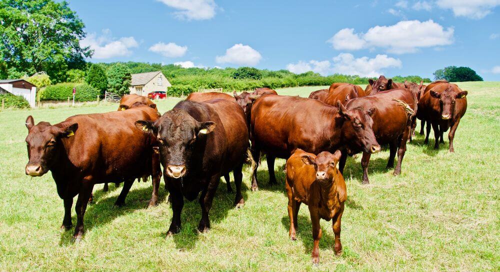 okres-miedzywycieleniowy-bydla-blog