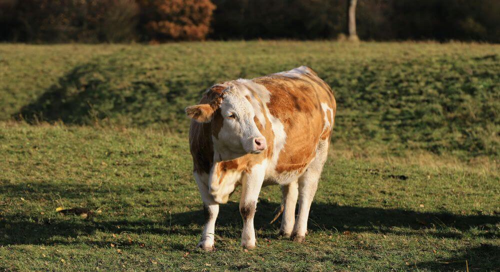 poronienia-u-krow-blog