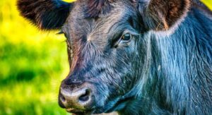 stres-transport-bydla-blog