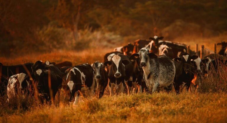 porazenie-poporodowe-u-krow-blog