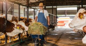 goraczka-mleczna-u-krow-blog