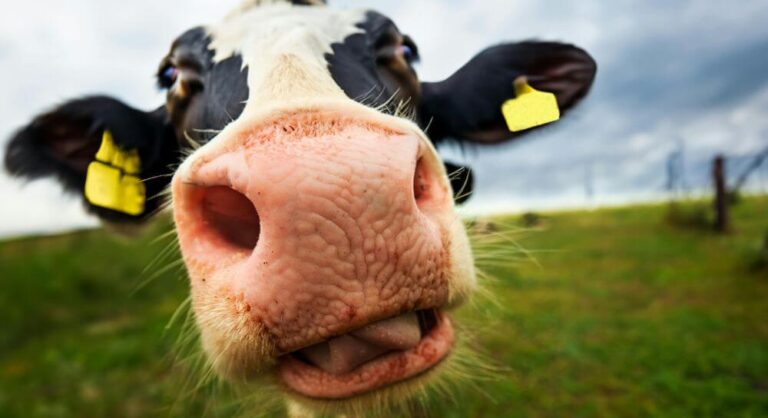 kolczyki-dla-bydla-blog