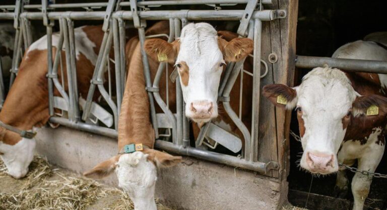 ile-wody-pije-krowa-blog