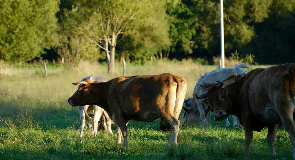 padniecia-u-krow-blog