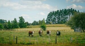zaparcia-bydla-blog